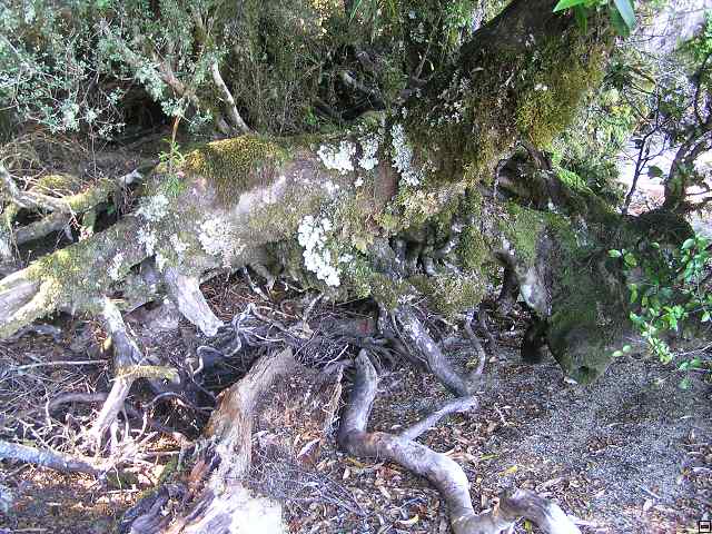NZ leden-unor 2006 264.jpg